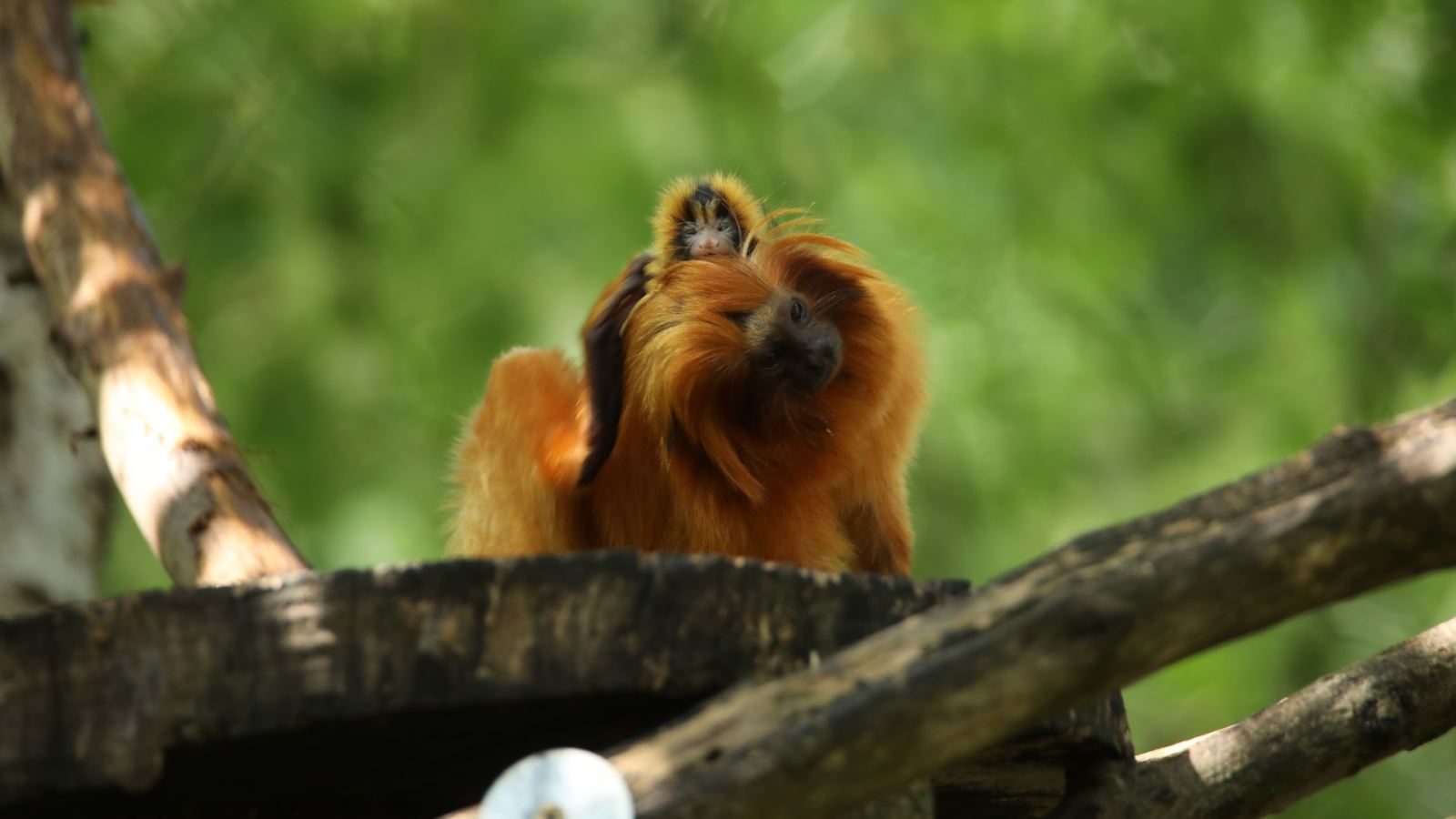 Golden Lion Tamarin CREDIT Miriam Haas